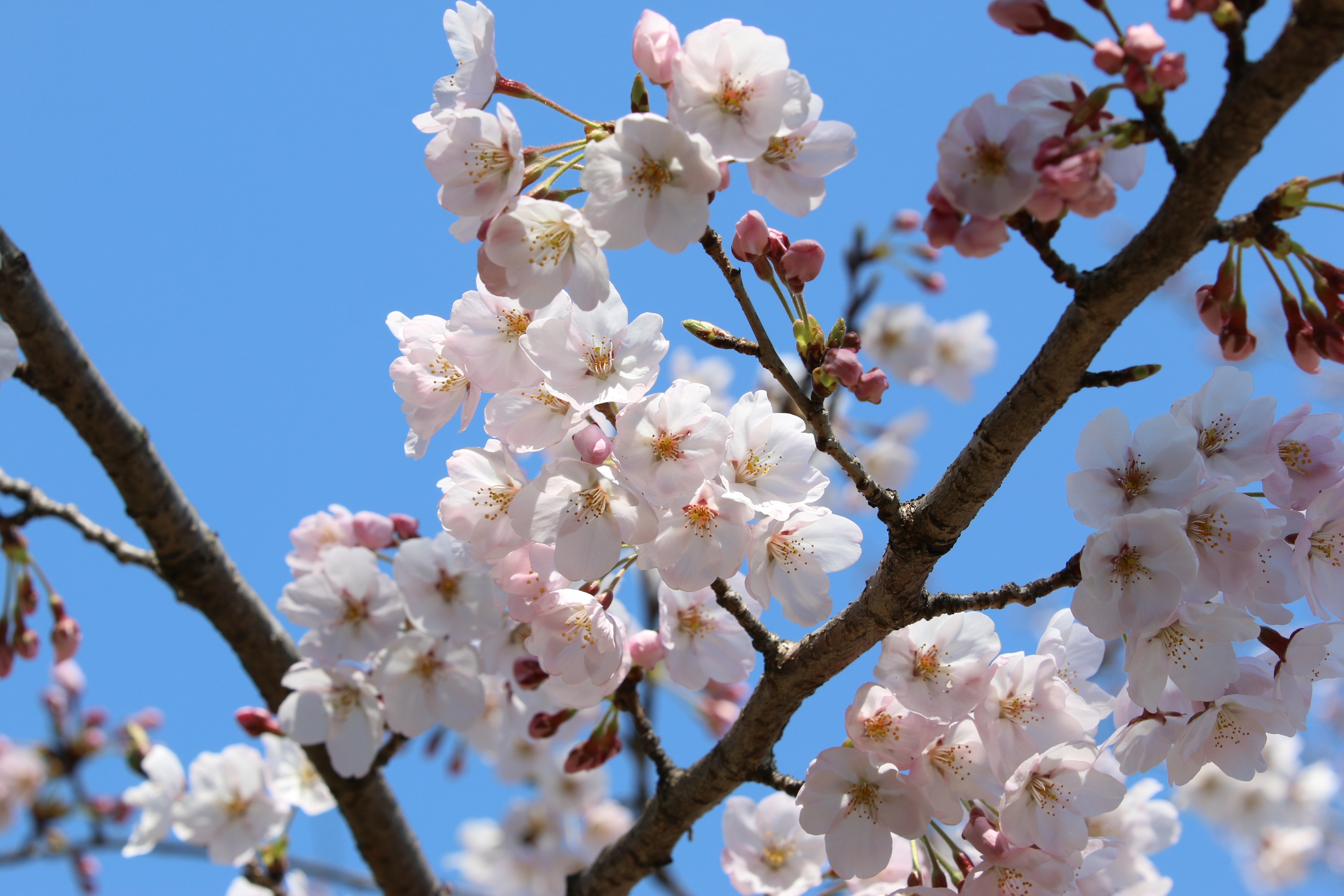 Enjoying the Sakura festival