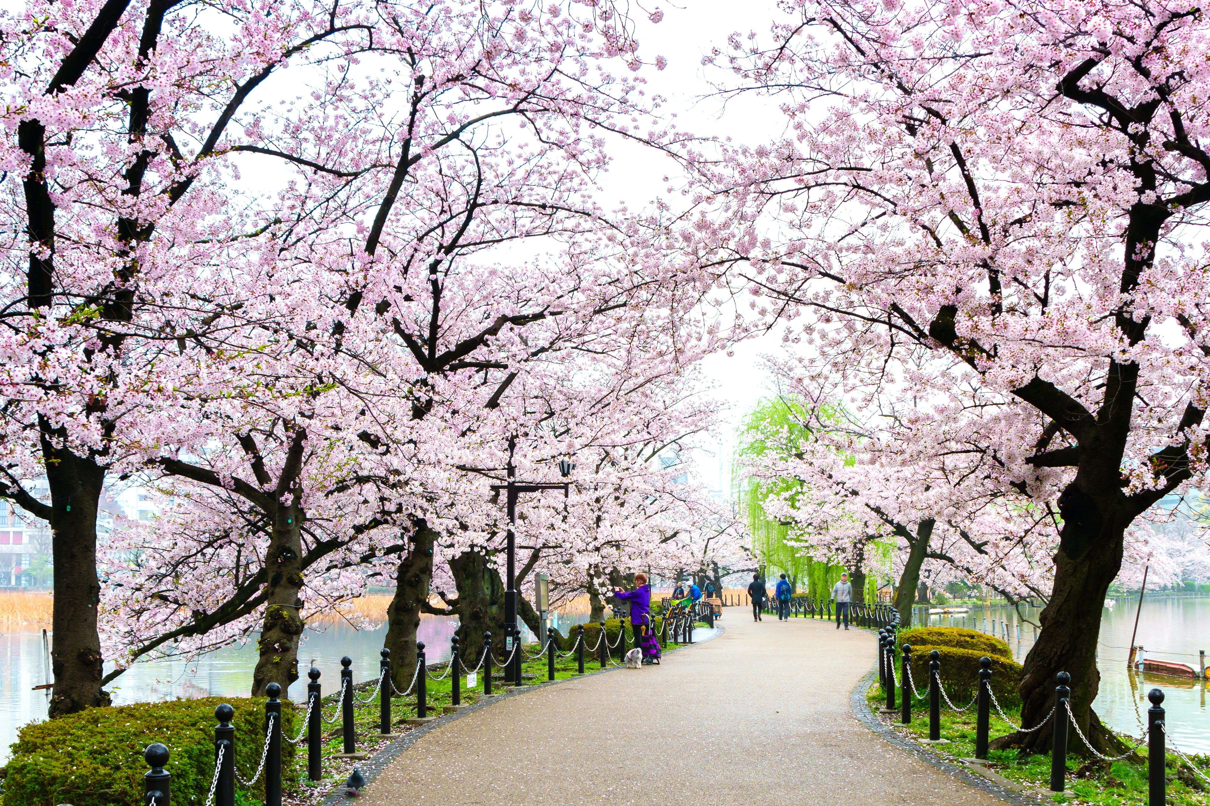 The atmosphere of the Sakura festival in Japan